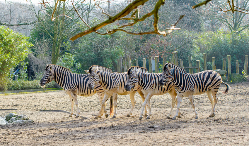 Steppenzebras